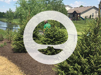 BLC_ServiceGrahpics_Shrubs